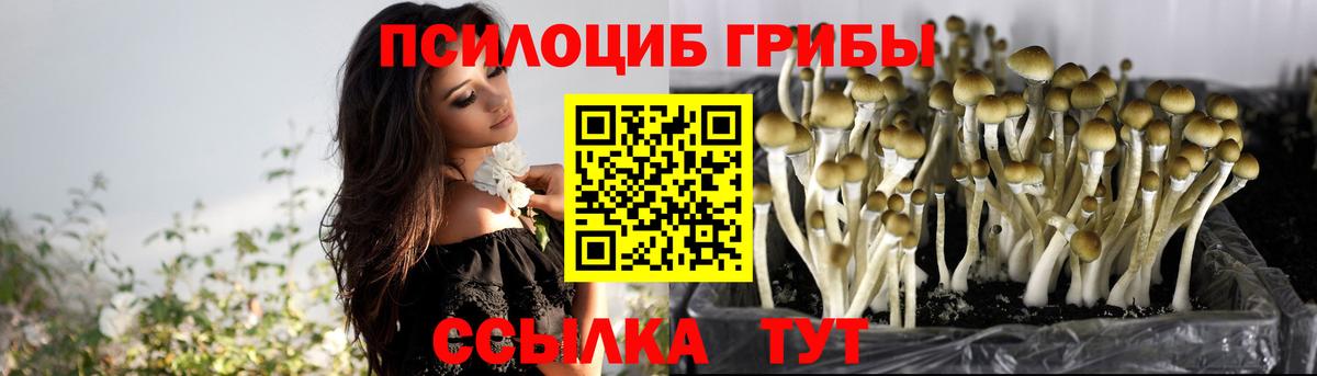 Псилоцибиновые грибы Psilocybine cubensis Медногорск
